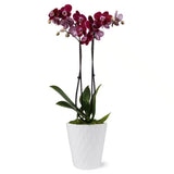 Dark purple Phalaenopsis orchid in white ceramic pot