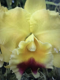 ORCHID PLANTS Blc goldenzelle Lemon chiffon 2 in pot seedling Orchids