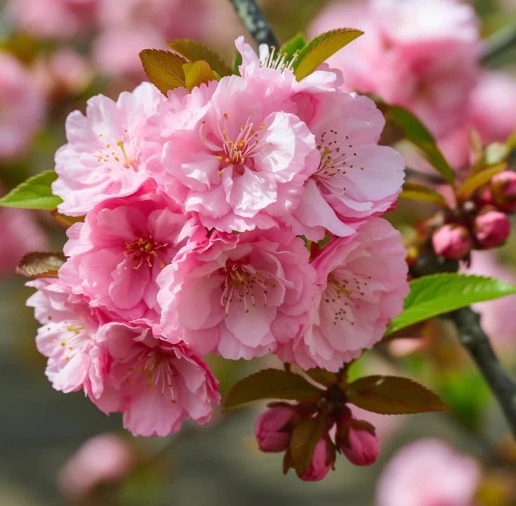 Live Pink Flowering Almond Plant Ð Quart Pot Ð Ornamental Spring Blooming Shrub Flowering Plants