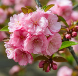 Live Pink Flowering Almond Plant Ð Quart Pot Ð Ornamental Spring Blooming Shrub Flowering Plants