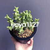 Multiple Heads Cactus Plant Caralluma Socotrana Beautiful Cactus Garden Garden Plants