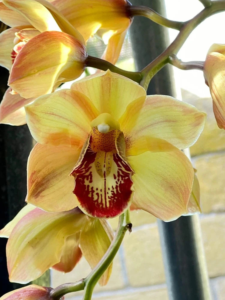 Yellow cymbidium orchid with red-spotted lip, flower cluster in pot