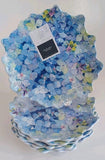 Set / 6 Melamine Salad Plates Floral Blue Hydrangea New Rachel Ashwell 8.5" New Hydrangea