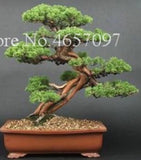20 SEEDS for BONSAI PINE TREE #3 dwarf mini rare exotic garden plant USA Seller Garden Plants
