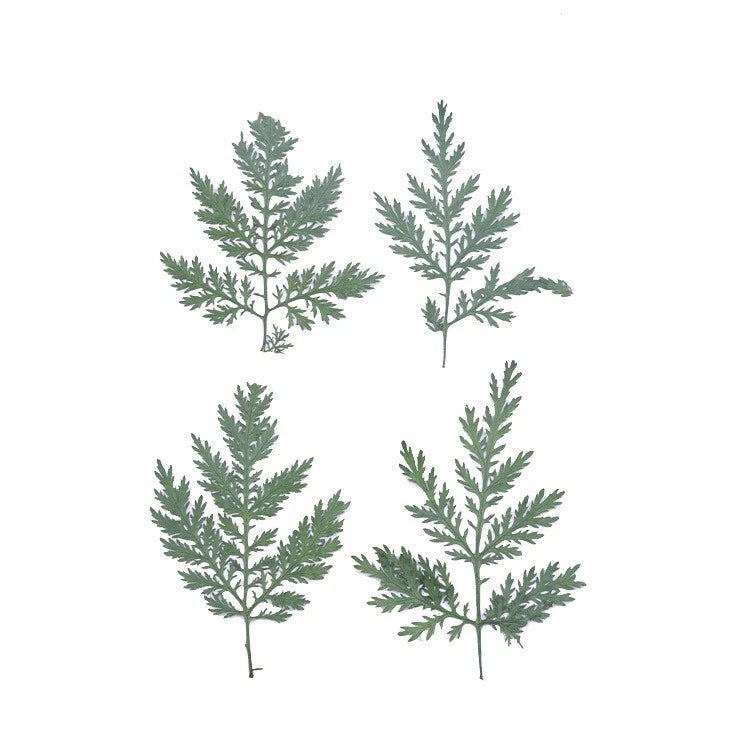 Set of pressed dried evergreen leaf sprigs, green botanical leaves for crafts and decor