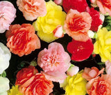 BEGONIA TUBEROUS DOUBLE MIX Begonia Tuberosa - 100 Bulk Seeds Flowering Plants
