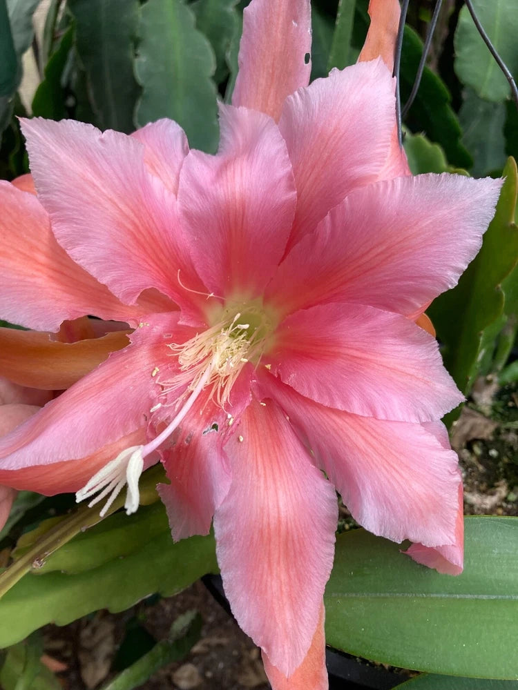 25+ FRESH SEEDS Epiphyllum RARE Orchid Cactus DREAMBOAT ANNIE x MASADA free ship Orchids