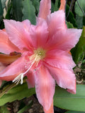 25+ FRESH SEEDS Epiphyllum RARE Orchid Cactus DREAMBOAT ANNIE x MASADA free ship Orchids