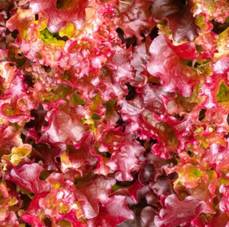5,000 RED SALAD BOWL LEAF LETTUCE SEEDS FREE SHIPPING NON GMO! (5000 Seeds) Garden Plants