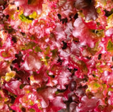 5,000 RED SALAD BOWL LEAF LETTUCE SEEDS FREE SHIPPING NON GMO! (5000 Seeds) Garden Plants