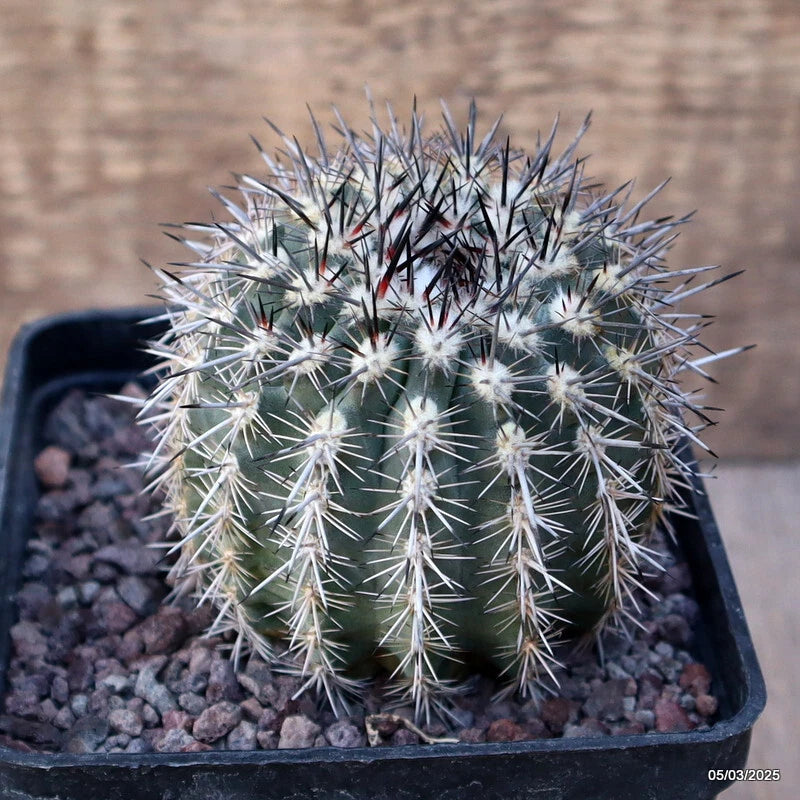 D3191 ISLAYA MOLLENDENSIS pot10-H8-W8 cm MaMa Cactus Green Plant