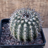D3191 ISLAYA MOLLENDENSIS pot10-H8-W8 cm MaMa Cactus Green Plant