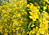 Christmas Senna Cassia Bicapsularis Yellow Flower Butterfly Host ROOTED PLANTS Flowering Plants