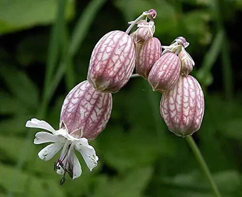 50 Bladder Campion Seeds to Plant Silene vulgaris Flowering Plants