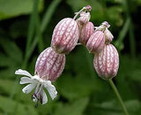 50 Bladder Campion Seeds to Plant Silene vulgaris Flowering Plants