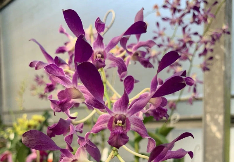 Purple Dendrobium orchid in small pot with multiple blooming flowers