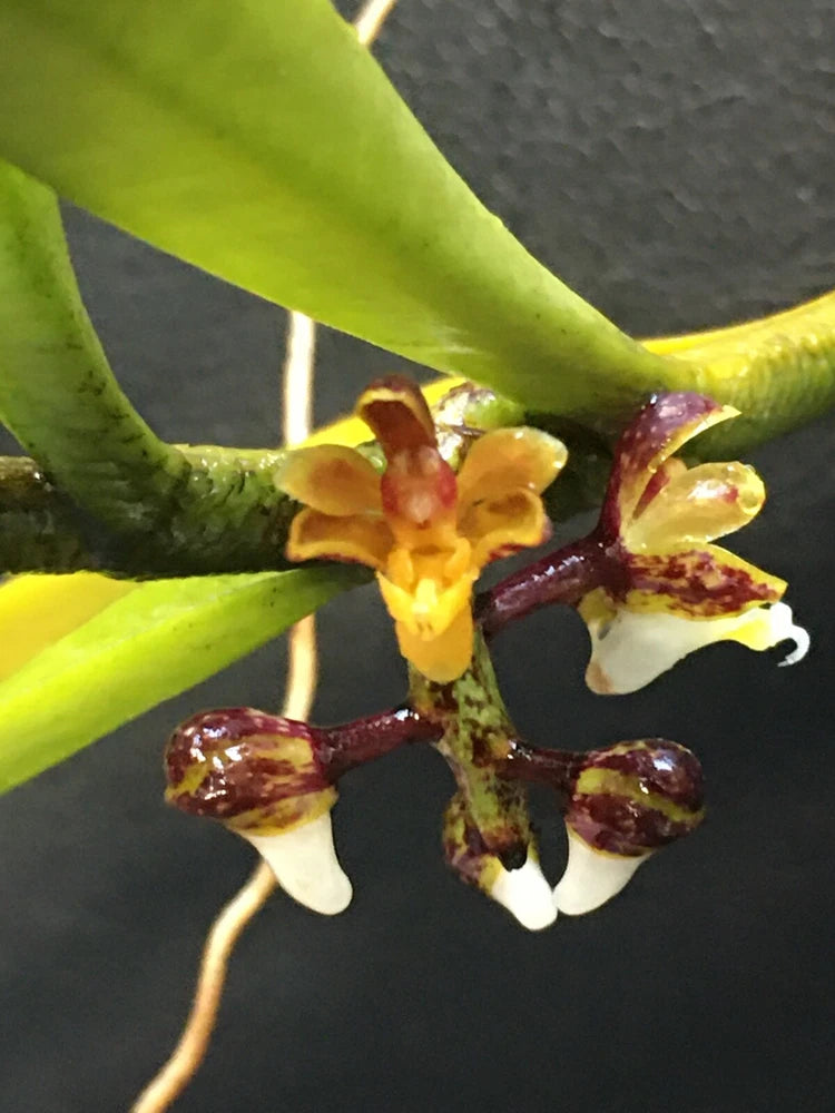 Vanda-type orchid with yellow, orange, white and maroon speckled blossoms