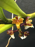 CLEISOSTOMA SUBULATUM VANDA TYPE SPECIES ORCHID PREVIOUSLY BLOOMED PLANT Orchids