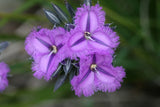 Thysanotus multiflorus | Many-Flowered Fringe Lily | 20_Seeds Lily