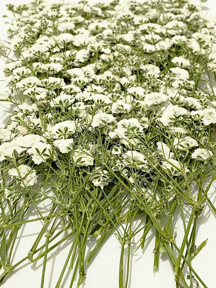 Dried baby's breath flowers with white blossoms and green stems, pressed for resin crafts