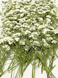 100 Pcs White Baby'S Breath Real Natural Dried Pressed Flowers for Resin Art Cra Dried Flower