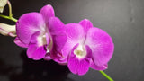 NOID Dendrobium Pink 4" Pot BS Orchids