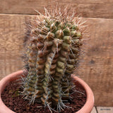 D7489 GYMNOCALYCIUM PUNGENS pot18-H18-W8,5 cm MaMa cactus Green Plant