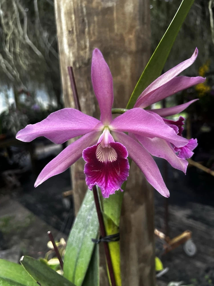 Cattleya pacavia orchid with purple-pink five petals and a magenta ruffled center