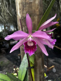 Cattleya pacavia Orchids