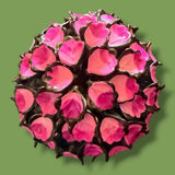 Large Enamel Flower Brooch Mid Century Modern Pop Art Pink Hydrangea Pin Hydrangea