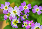 4000 VIRGINIA STOCK Malcolmia Maritima Flower Seeds Flowering Plants