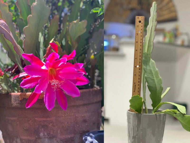 Epiphyllum live orchid cactus in metal pot, tall stems with magenta flower, with height ruler