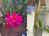 Epiphyllum Magenta Rooted Mature live plant 14" tall Orchids