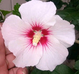 Rose of Sharon Beautiful Healthy Plants Flowering Plants