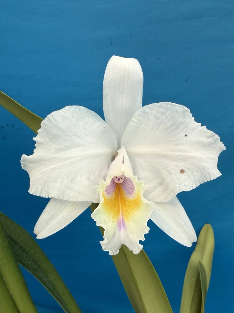 White orchid with wide petals, yellow center, and pink throat marking on green leaves