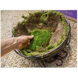 Large Flat Green Moss Sheets - 20-24 Sq Ft Green Plant