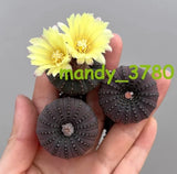 5PCS 3cm frailea asterioides headed cactus succulent plant family garden Garden Plants