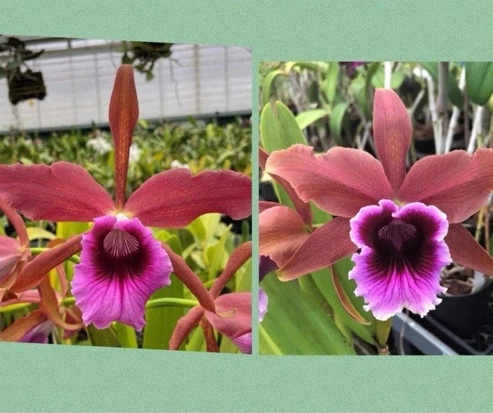 Pink and purple Cattleya orchid flowers with ruffled petals and dark purple centers