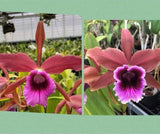 Pink and purple Cattleya orchid flowers with ruffled petals and dark purple centers