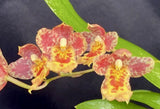 Red and yellow speckled orchid blooms with green leaves