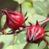 15+Roselle Seeds Asian Sour Leaf Red Sorrell Florida Cranberry Jamaican Tea USA Roses