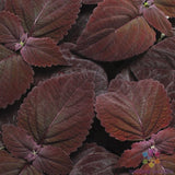 25+ Premium Sun Dark Chocolate Coleus Seeds for Garden - USA - FREE SHIPPING! Garden Plants