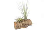 Small Tabletop Cork Bark Display with 2 Tillandsia Plants - Wholesale and Bulk Green Plant