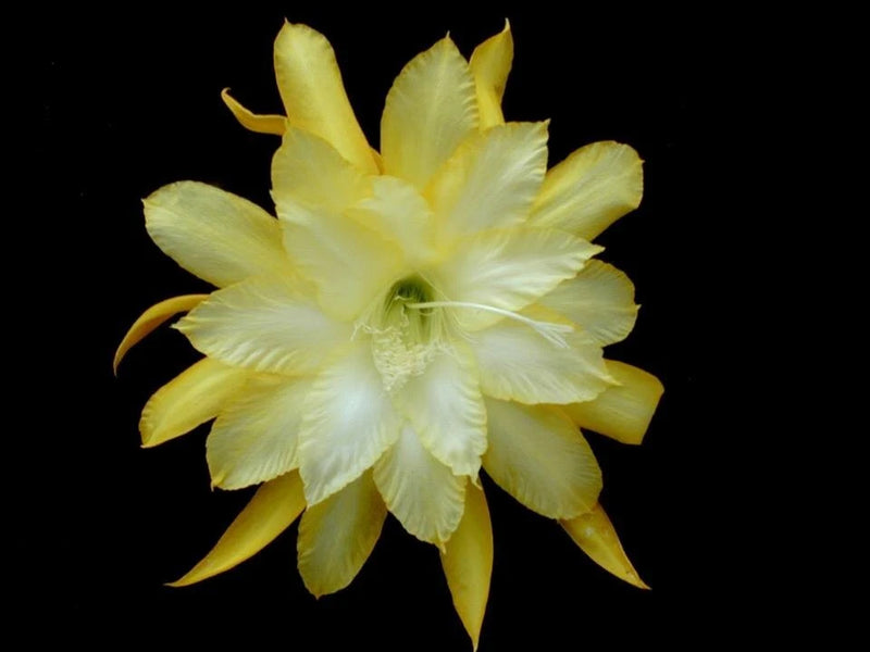 Orchid cactus bloom with pale yellow, ruffled layered petals