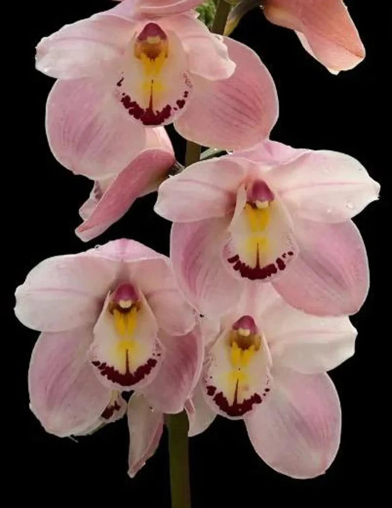 Pink cymbidium orchid flowers with yellow centers and magenta throats