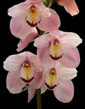 Cymbidium Barrita Patriot 'Dianna' ~  1 1/2 Gallon Pot Orchids