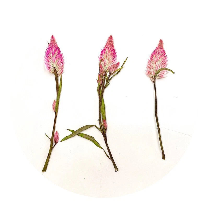 6PCS Real Pressed Dry Flamingo Feather Flower with stem leaves for art FHT06 Dried Flower