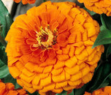 ZINNIA ORANGE KING Zinnia Elegans - 1,000 Bulk Seeds Garden Plants