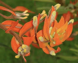 Eria ornata - Species Orchid - SEEDLING Orchids