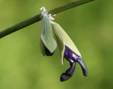 Rare Andean Sage, Salvia Discolor - 10 seeds 2026 - USA Flowering Plants